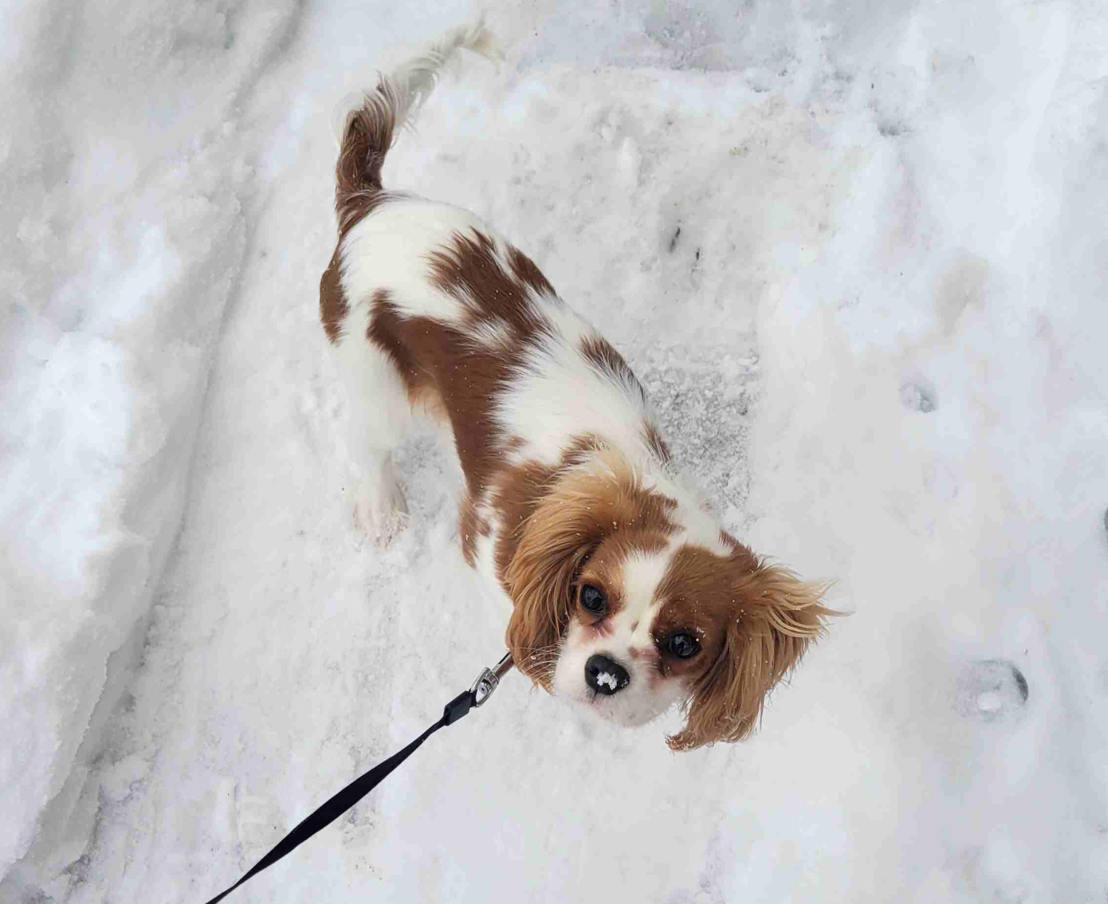2025-01-10 Bingley of the Antartic.jpg